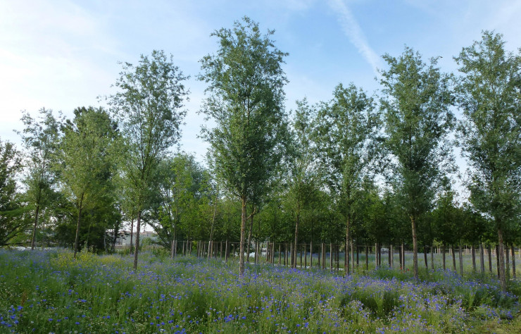 Pour le Parc aux angéliques, le long de la Garonne, Michel Desvigne a fait planter, de façon perpendiculaire au fleuve, de nombreuses essences d’arbres qui strient le paysage en alternance avec des prairies fleuries.