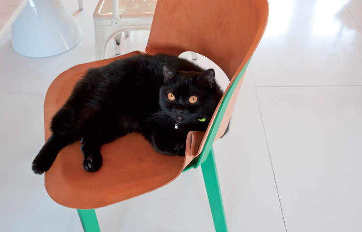 Orsa, le chat noir de Ionna sur la chaise Fine Lame de Studio BrichetZiegler (By Hands).