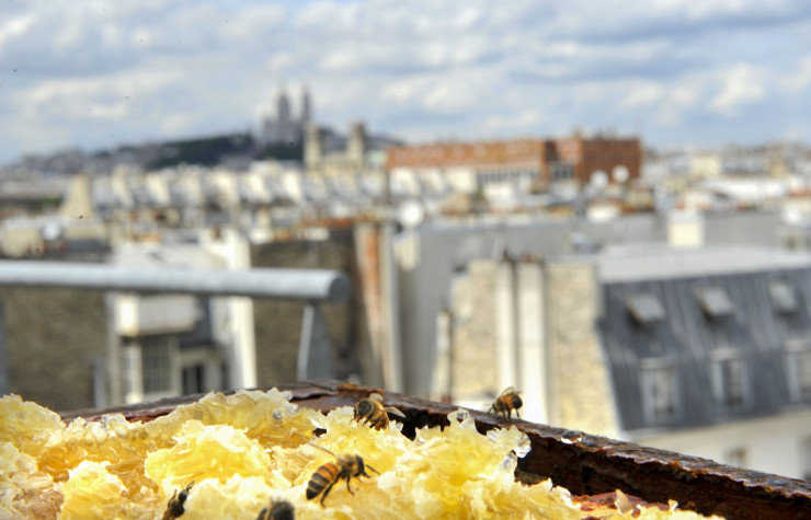Parmi les pionniers du miel en ville, l’agence de publicité Euro RSCG a confié aux apiculteurs Rémy Vanbremeersch et Bruno Petit sa récolte issue de ruches installées sur le toit de son immeuble de bureaux, dans le Xe arrondissement.